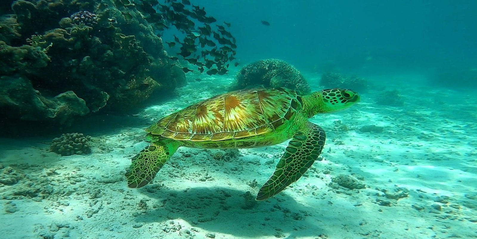 La barriera corallina di Watamu