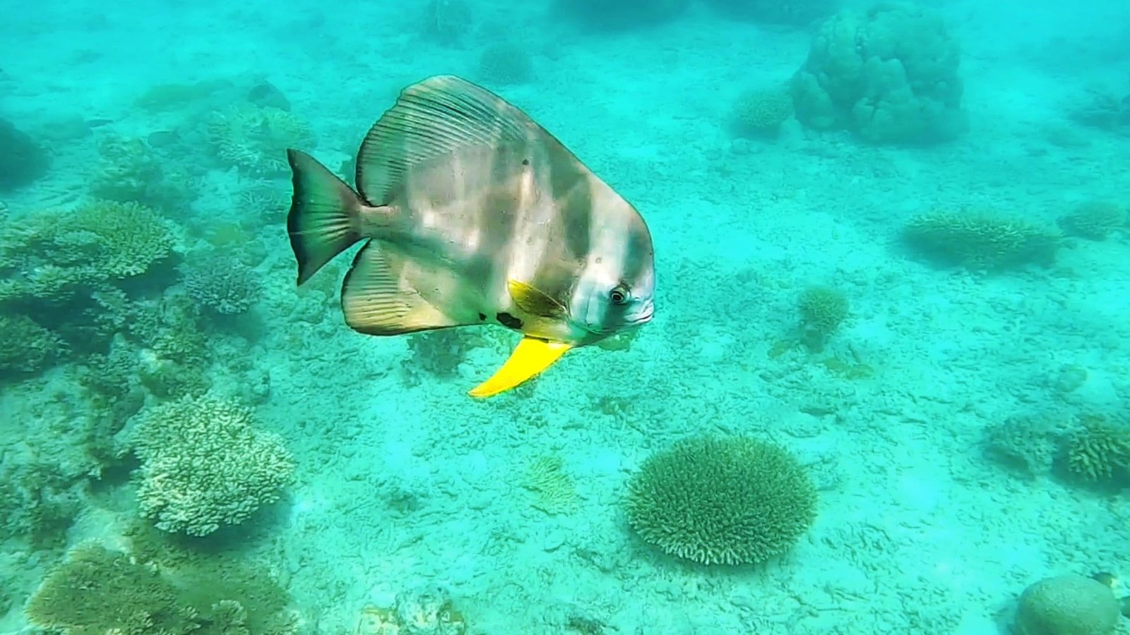 Un altro scorcio della vita marina del Kenya