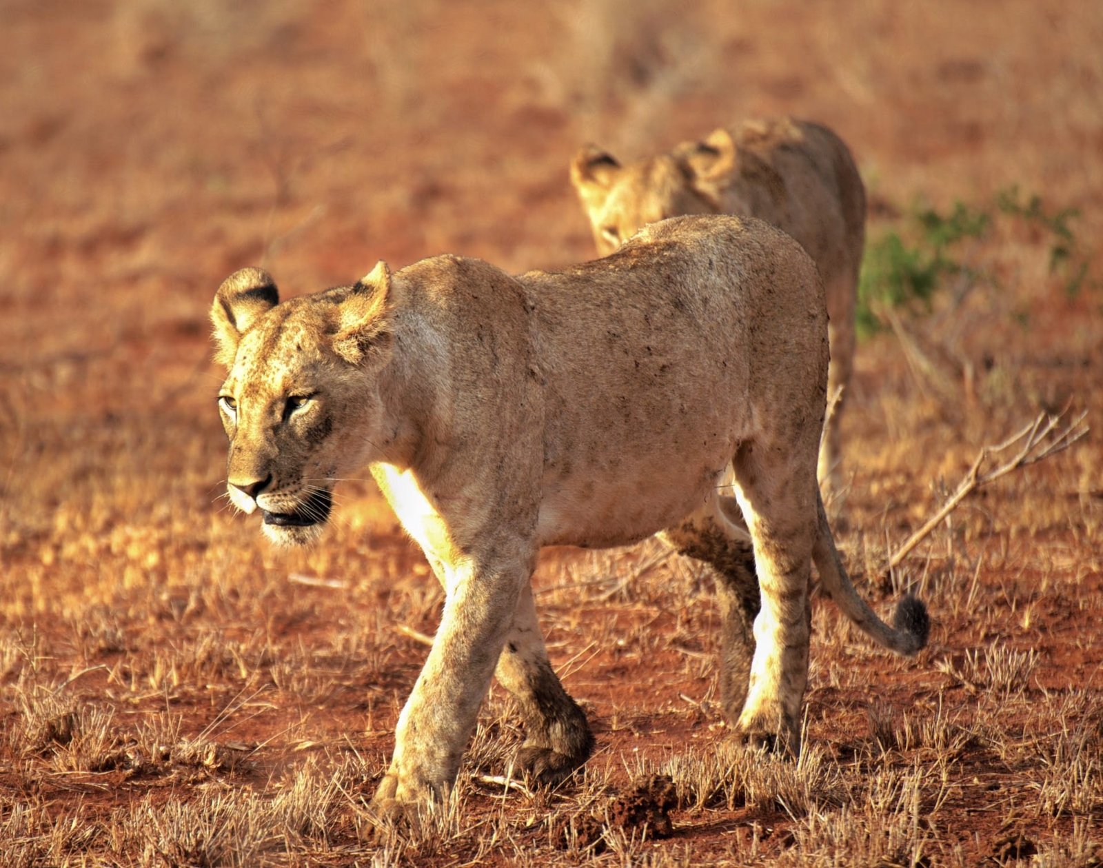 Un momento del safari in Kenya
