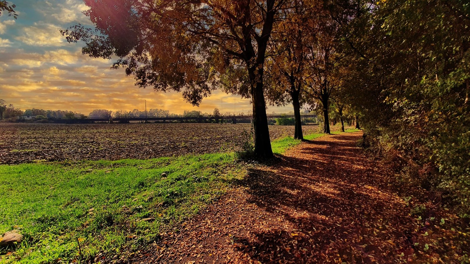 Passeggiata tra gli alberi in autunno