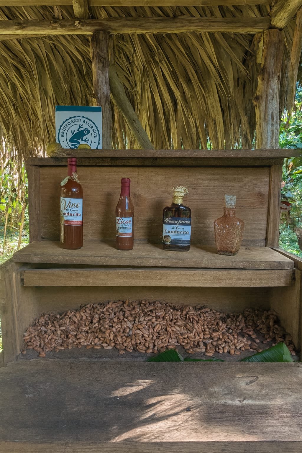 I semi di cacao durante la fermentazione