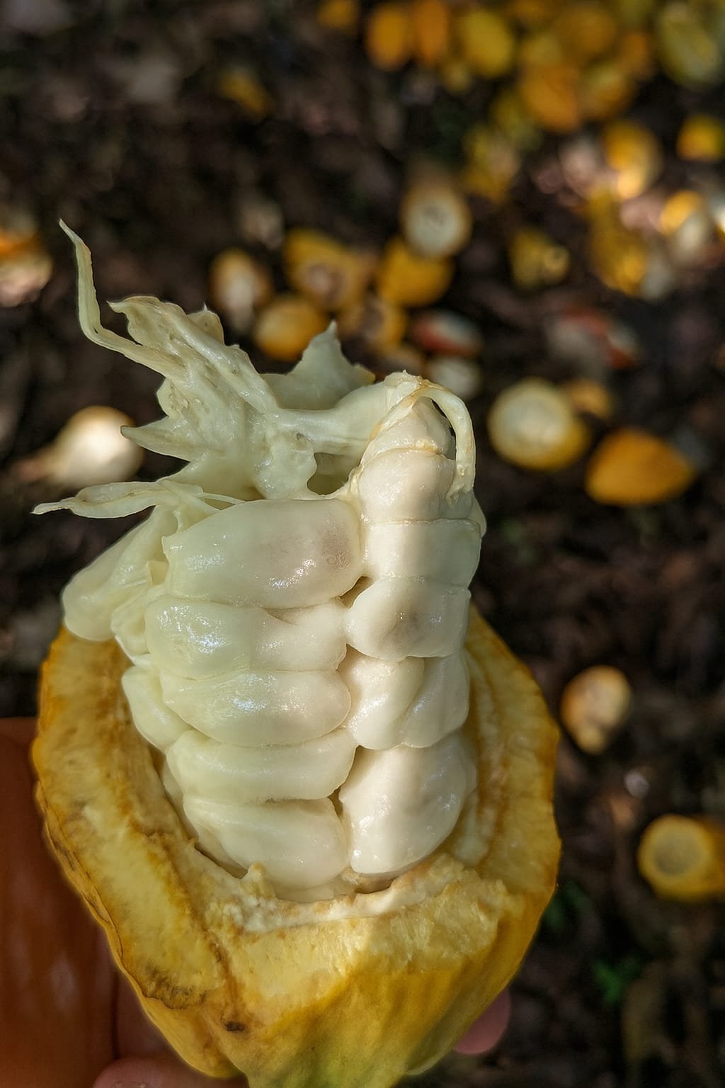 Una cabossa di cacao aperta