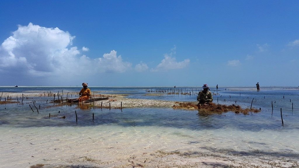 Pescatori al lavoro tra le pozze di bassa marea