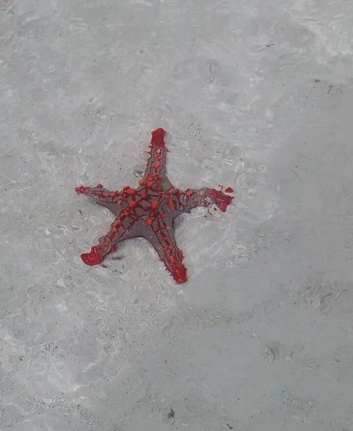 Bassa marea a Watamu, Kenya