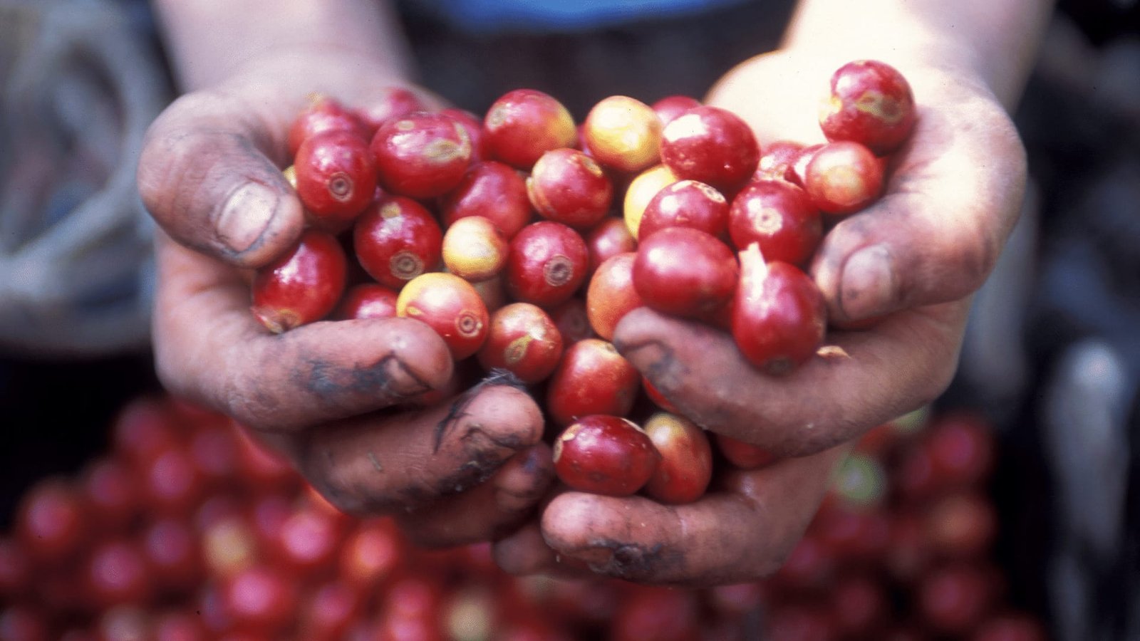 Piantagione di caffè in Repubblica Dominicana