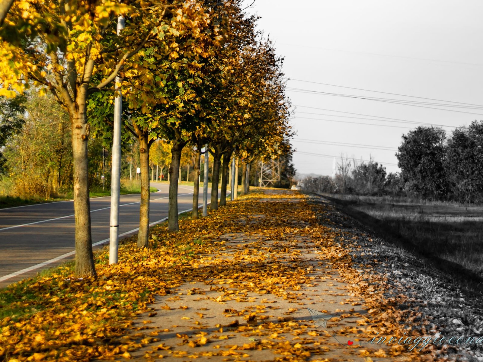 Una strada alberata coperta di foglie gialle, completamente deserta