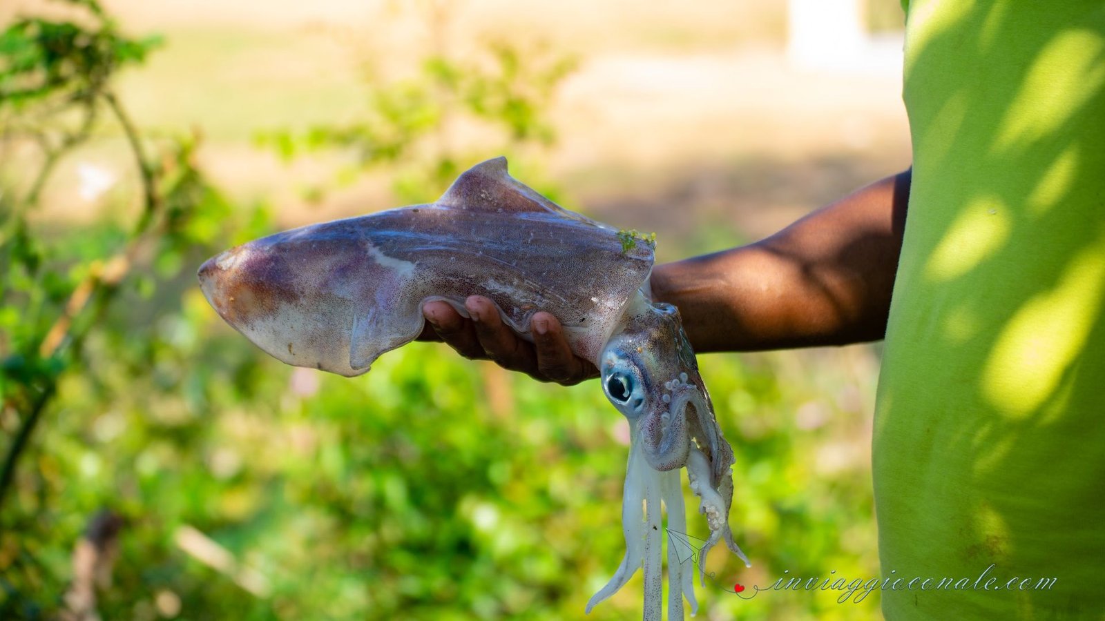 Un calamaro appena pescato