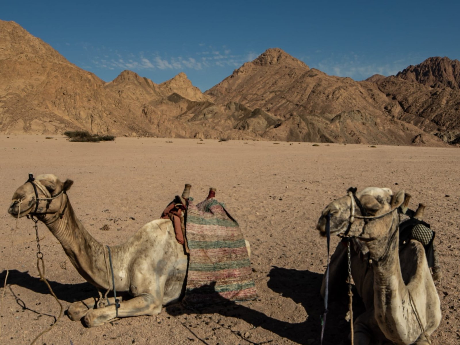 Due dromedari a riposo nel deserto, con le montagne sullo sfondo