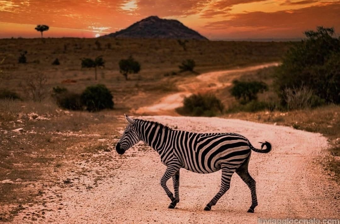 Tsavo Est, Kenya