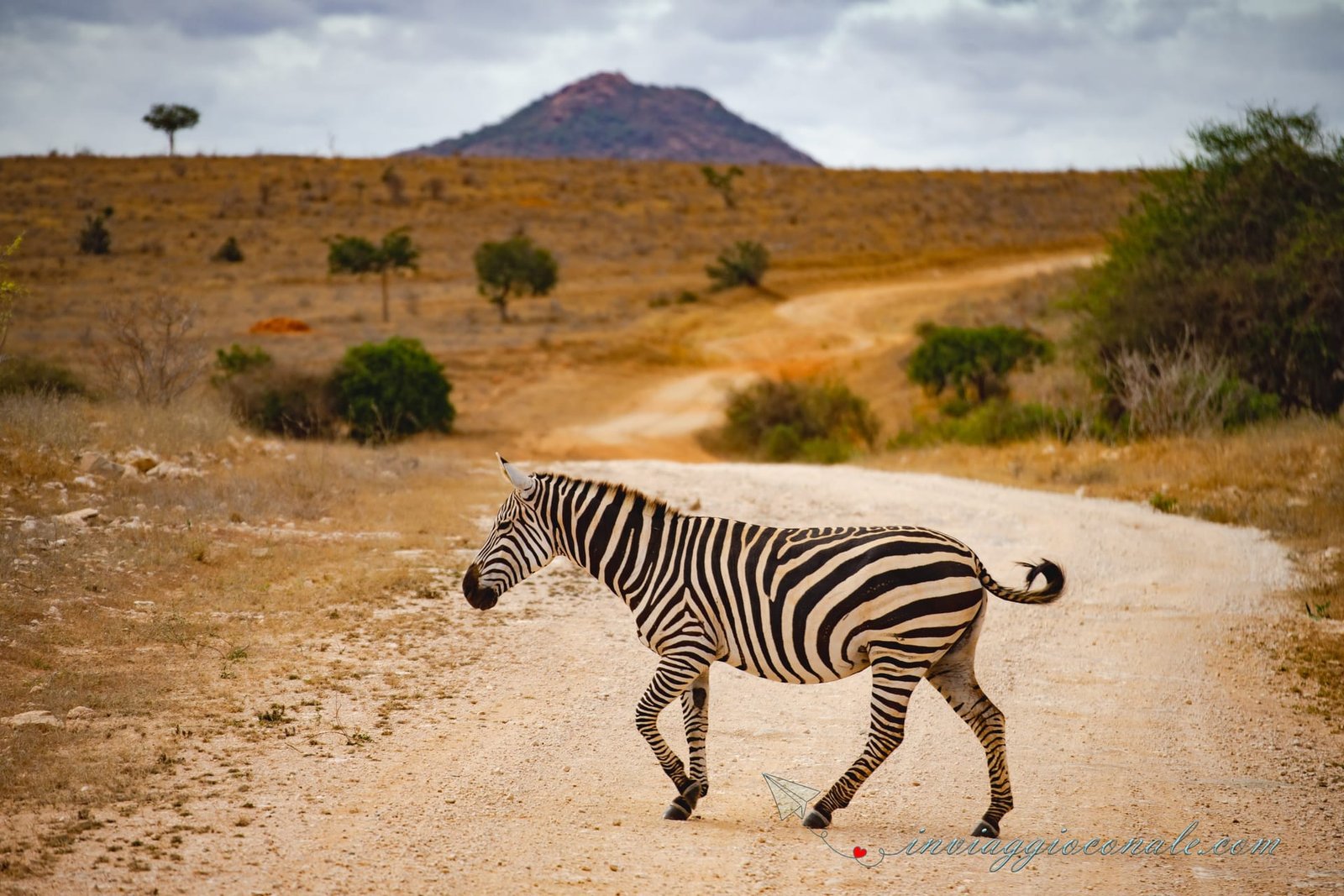 Safari nella savana del Kenya