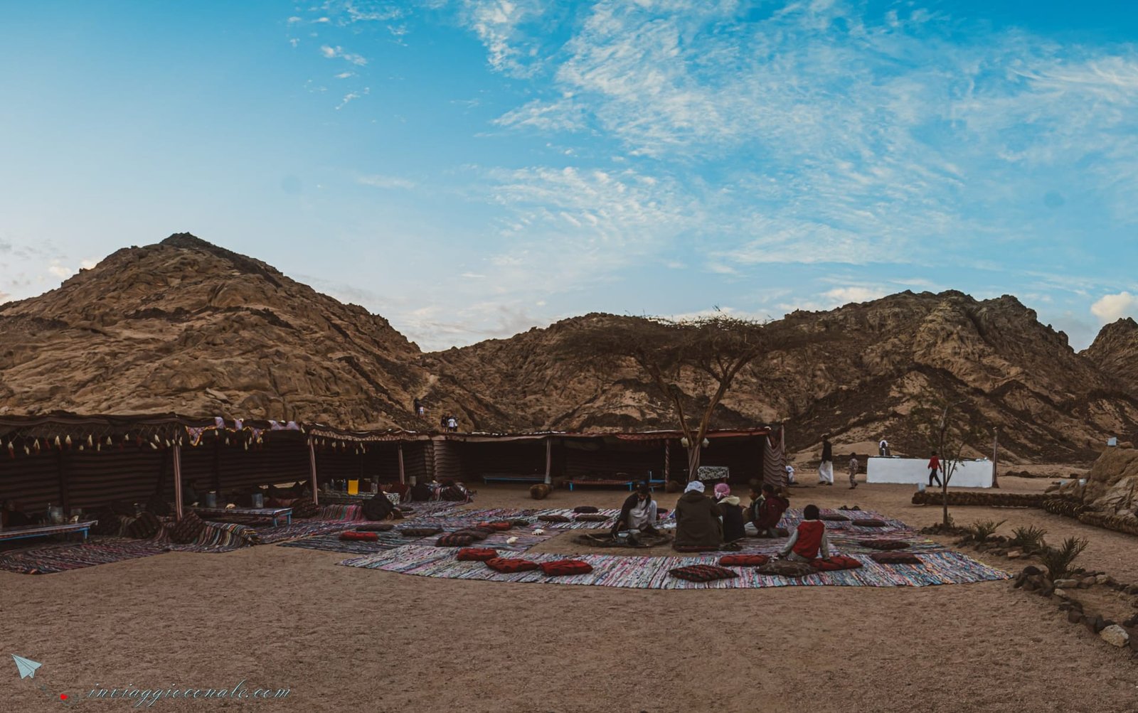 Dromedari nel deserto del Sinai