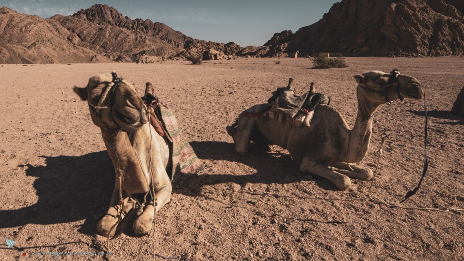 Tenda beduina nel deserto