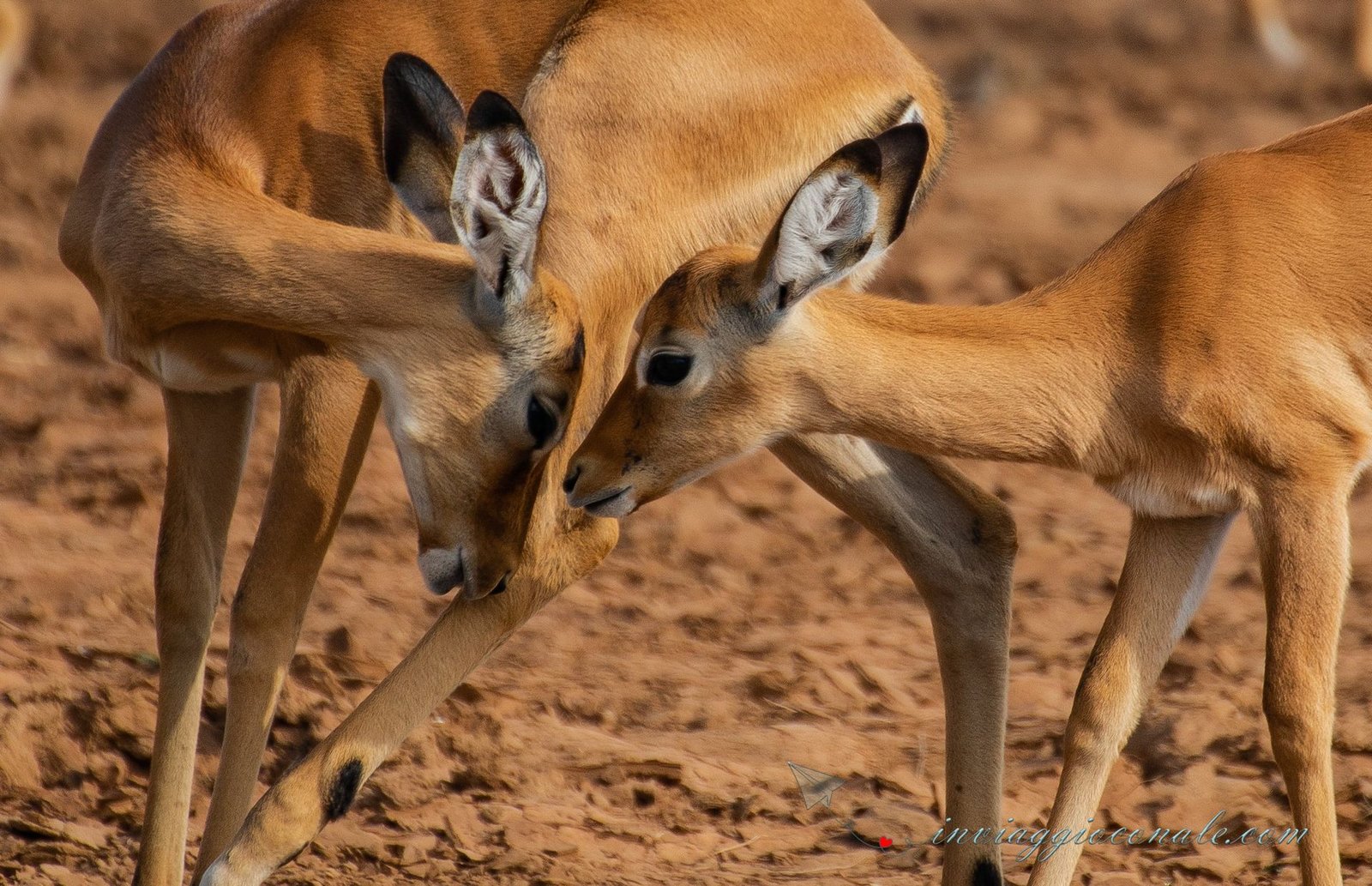 Due impala nella savana del Kenya
