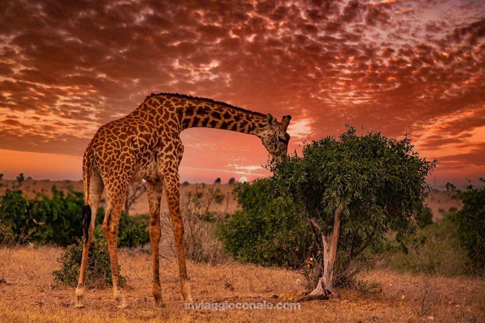 Una giraffa al tramonto nella savana del Kenya