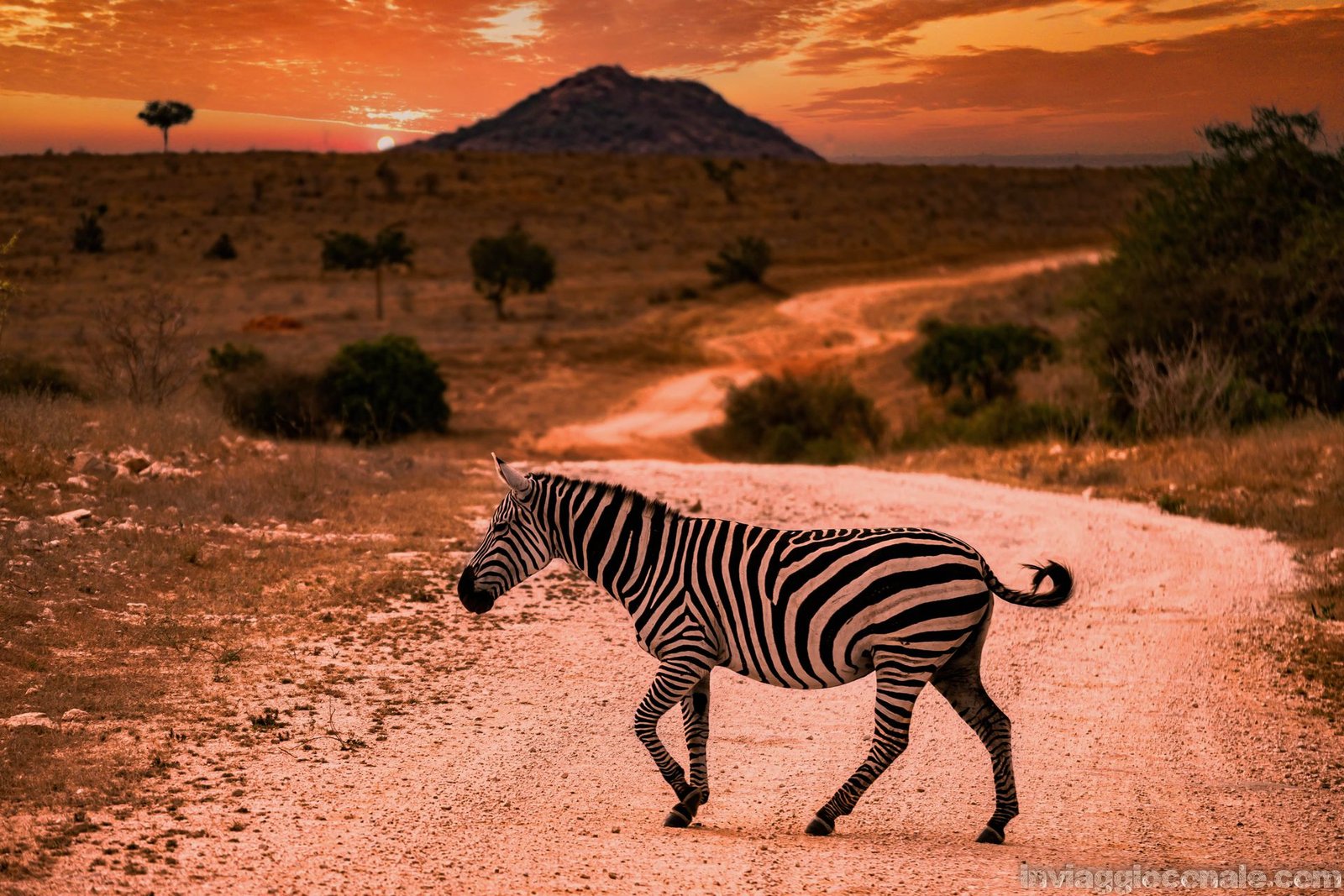 Una zebra attraversa la pista sterrata del parco