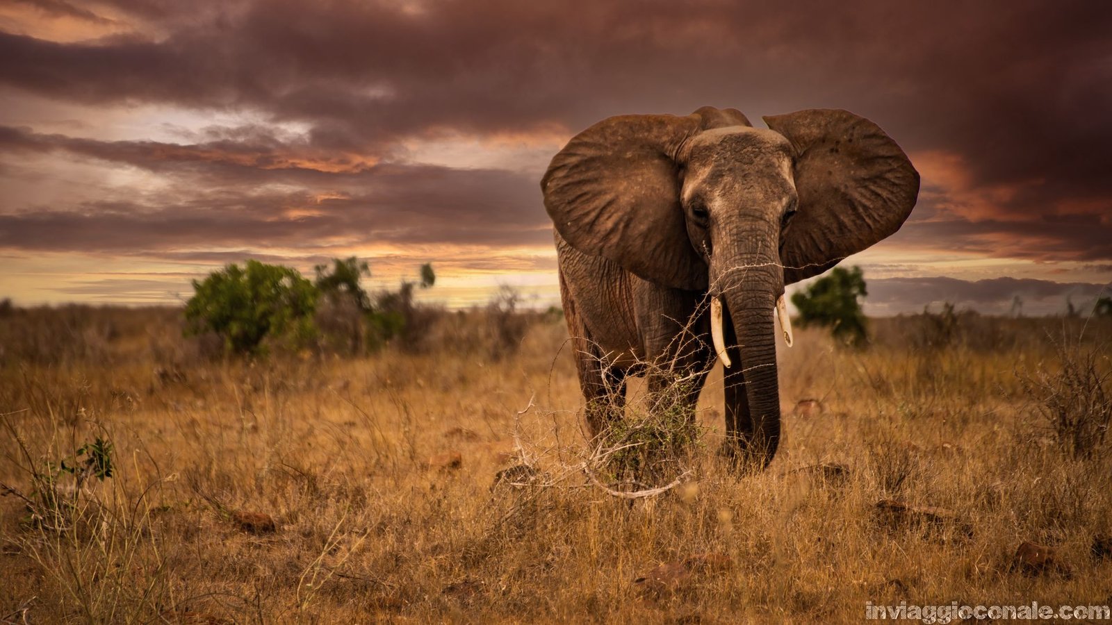 Un elefante nella savana del Kenya