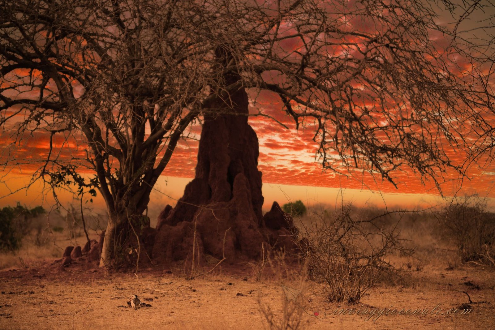 Un tumulo di termiti sotto un albero al tramonto