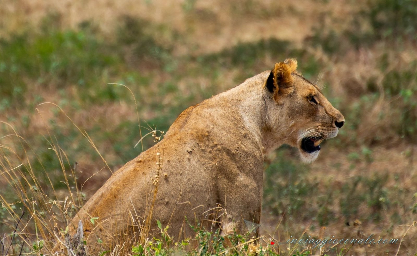 Leonessa nella savana del Kenya al tramonto