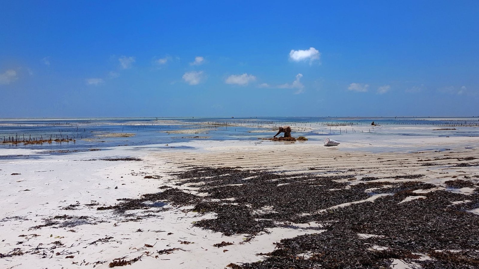 Donne al lavoro nella coltivazione di alghe a Zanzibar