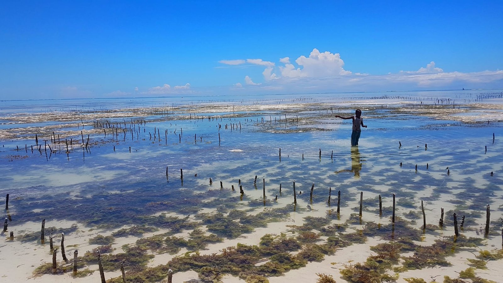 Alghe raccolte sulla spiaggia di Zanzibar