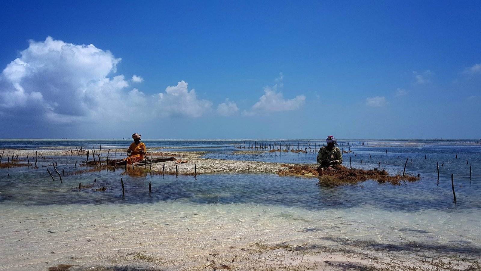 Coltivazione di alghe a Zanzibar