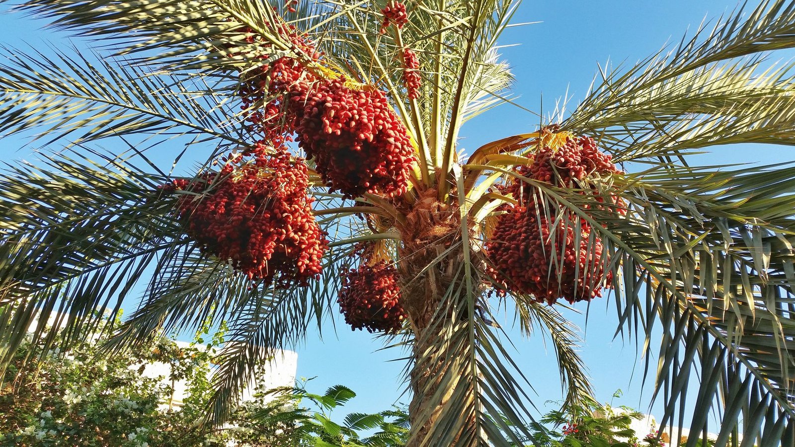 Marsa Alam 2015