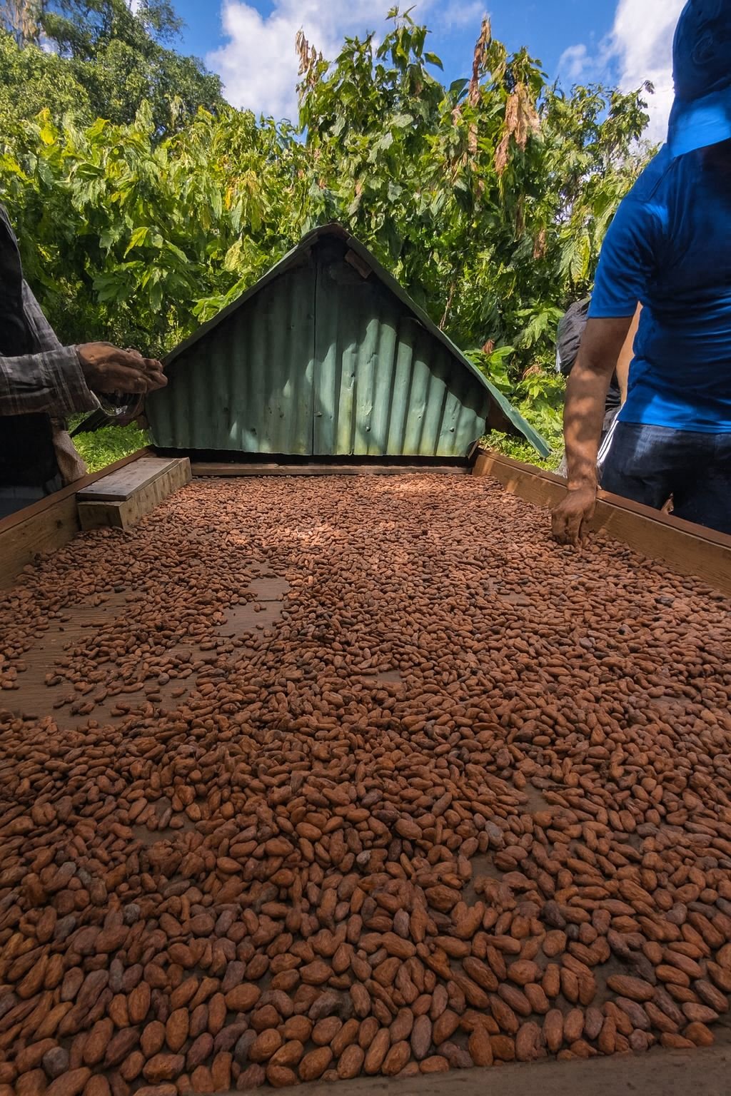 Settimana 5 – Miches e cacao: la mia settimana tra natura, cultura e mare caraibico