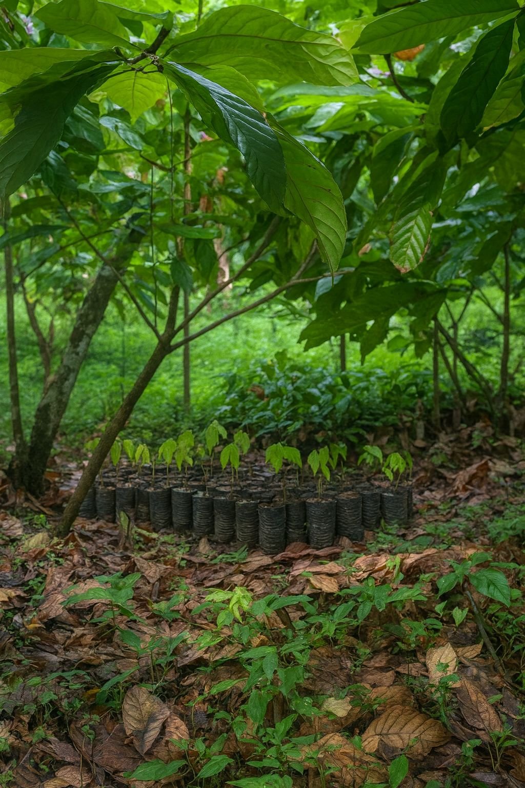 Settimana 5 – Miches e cacao: la mia settimana tra natura, cultura e mare caraibico