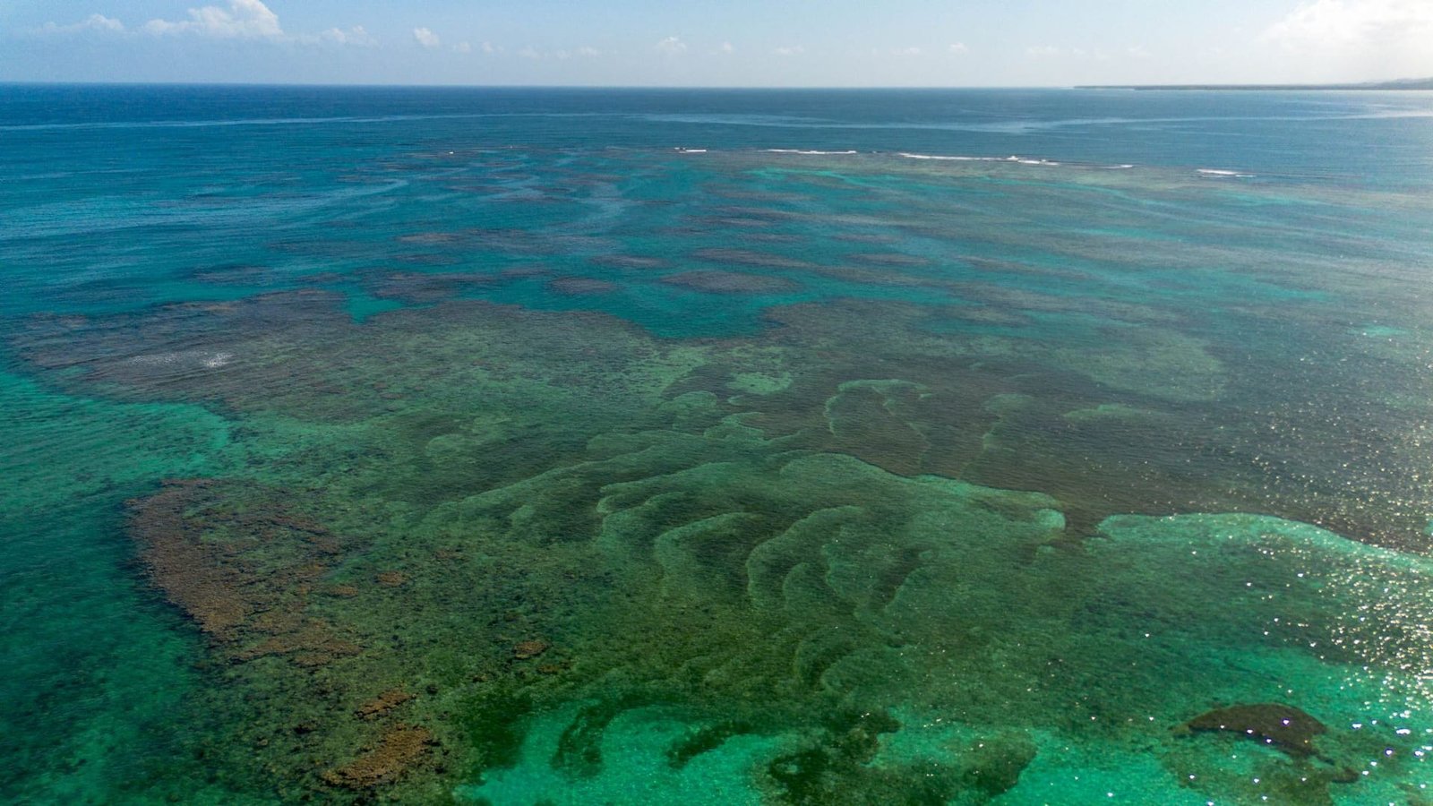 I coralli colorati sotto l’acqua