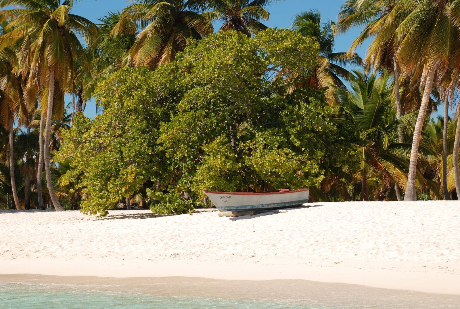 Tartaruga marina nella riserva di Saona