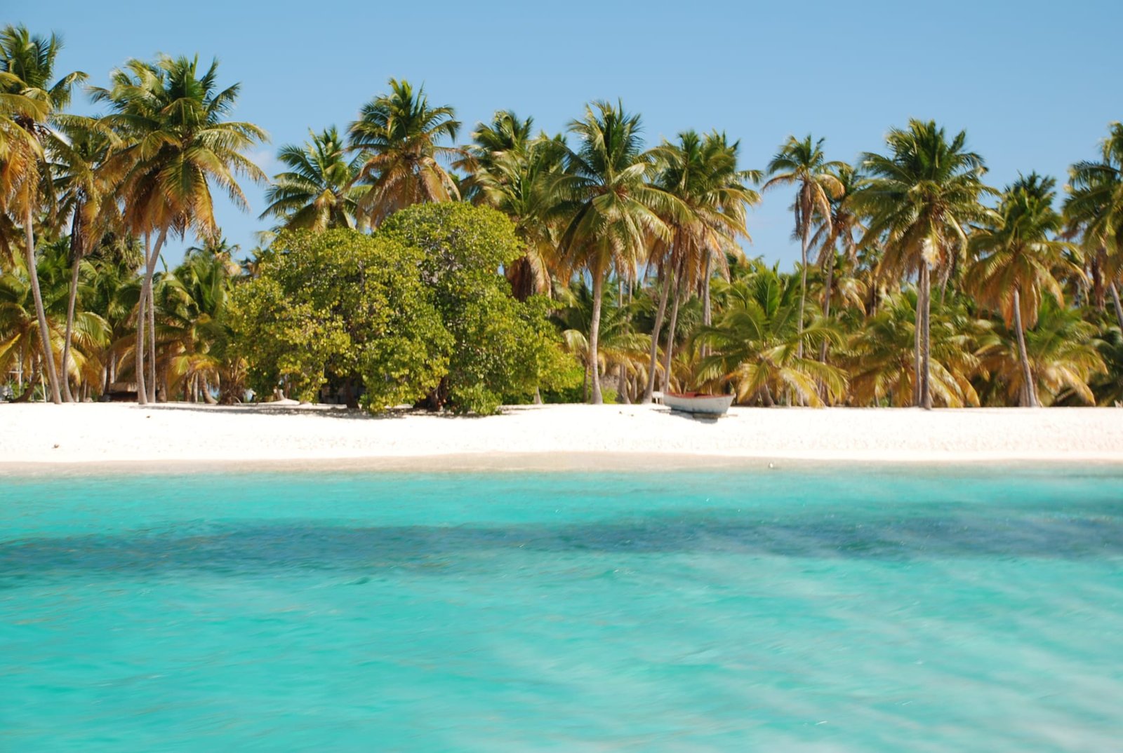 Palme sull'isola di Saona
