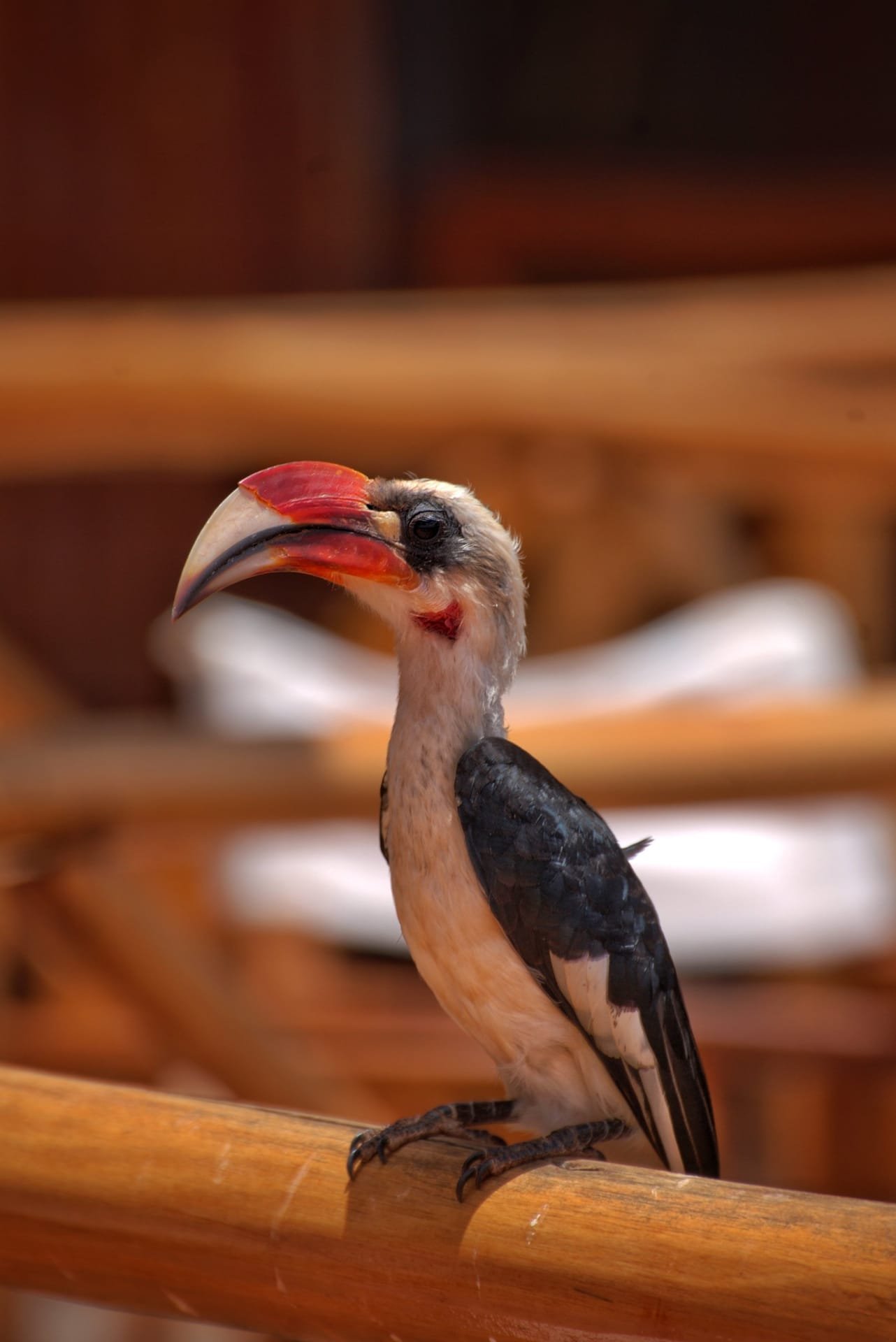 Leonessa nella riserva dello Tsavo