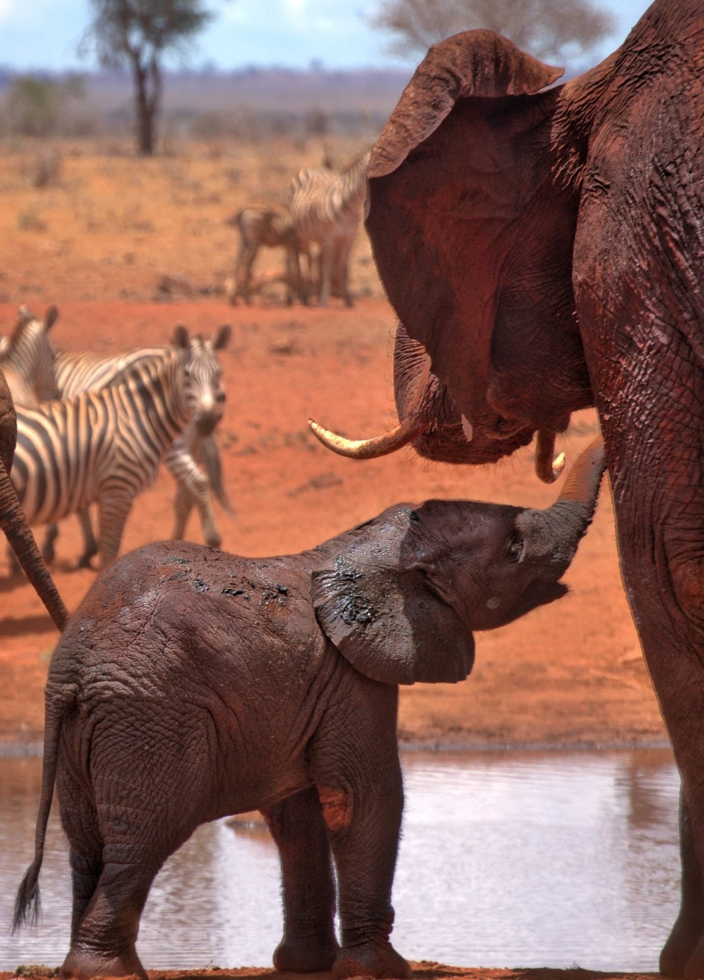 Antilopi nella savana