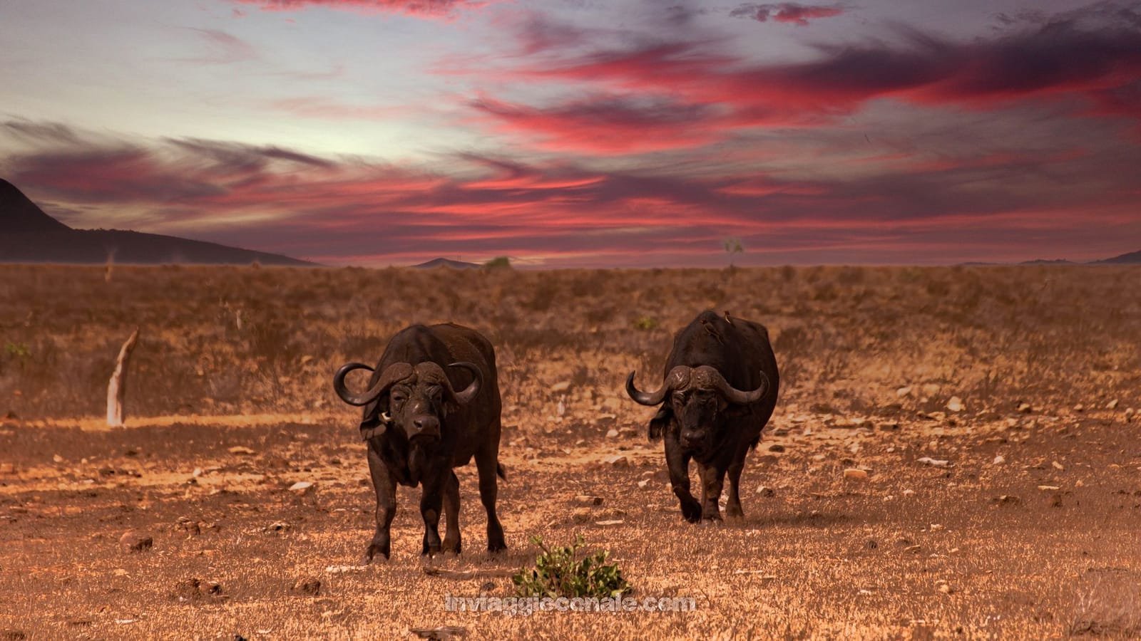 Due bufali che camminano nella savana sotto un cielo rosso al tramonto