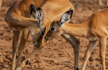 Due giovani impala che si sfiorano con il muso