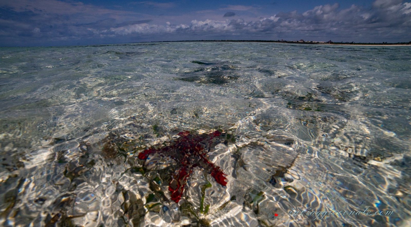 Una stella marina rossa nelle acque basse di Mayungu