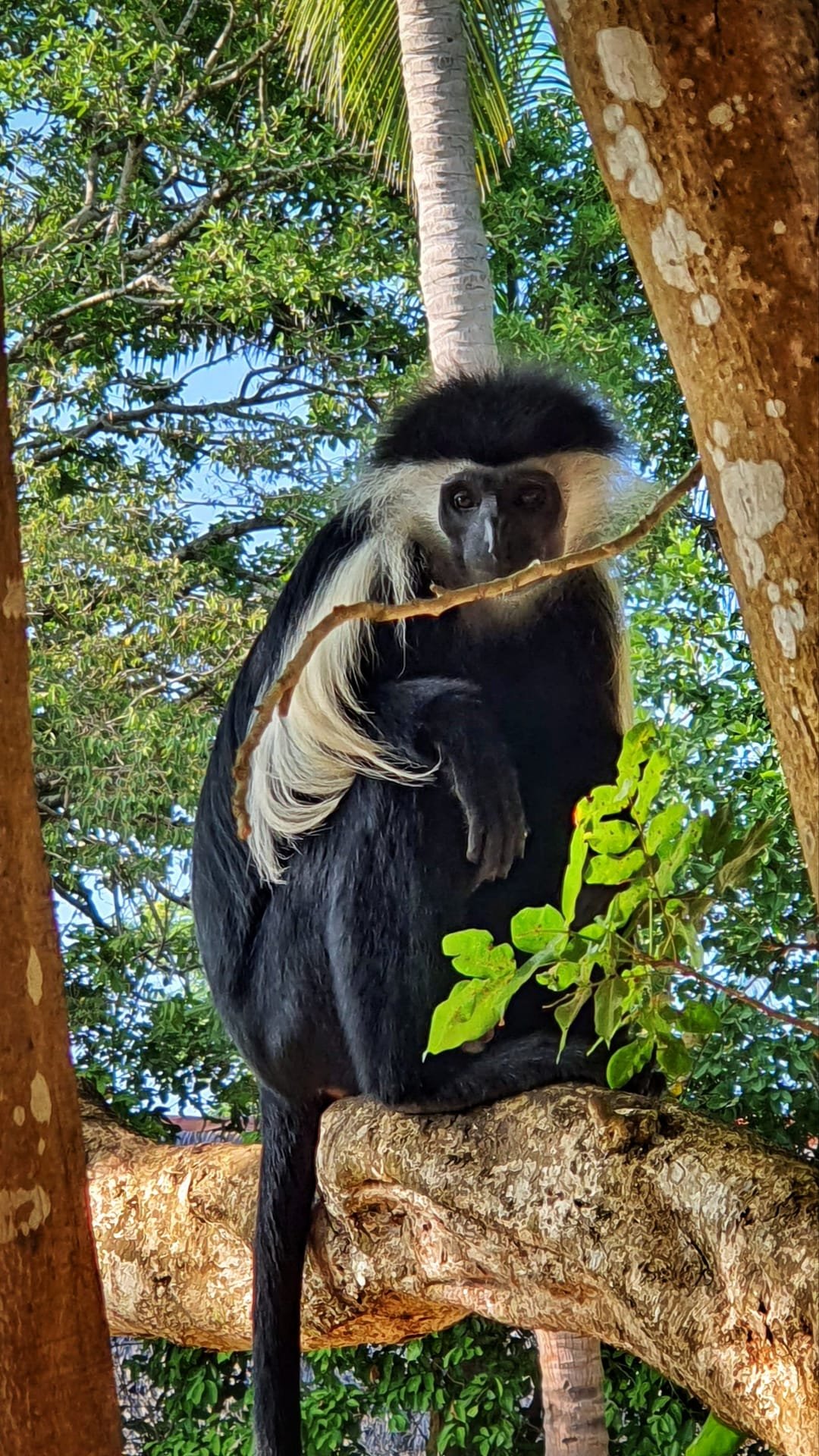 Scimmia colobus sugli alberi vicino a Watamu