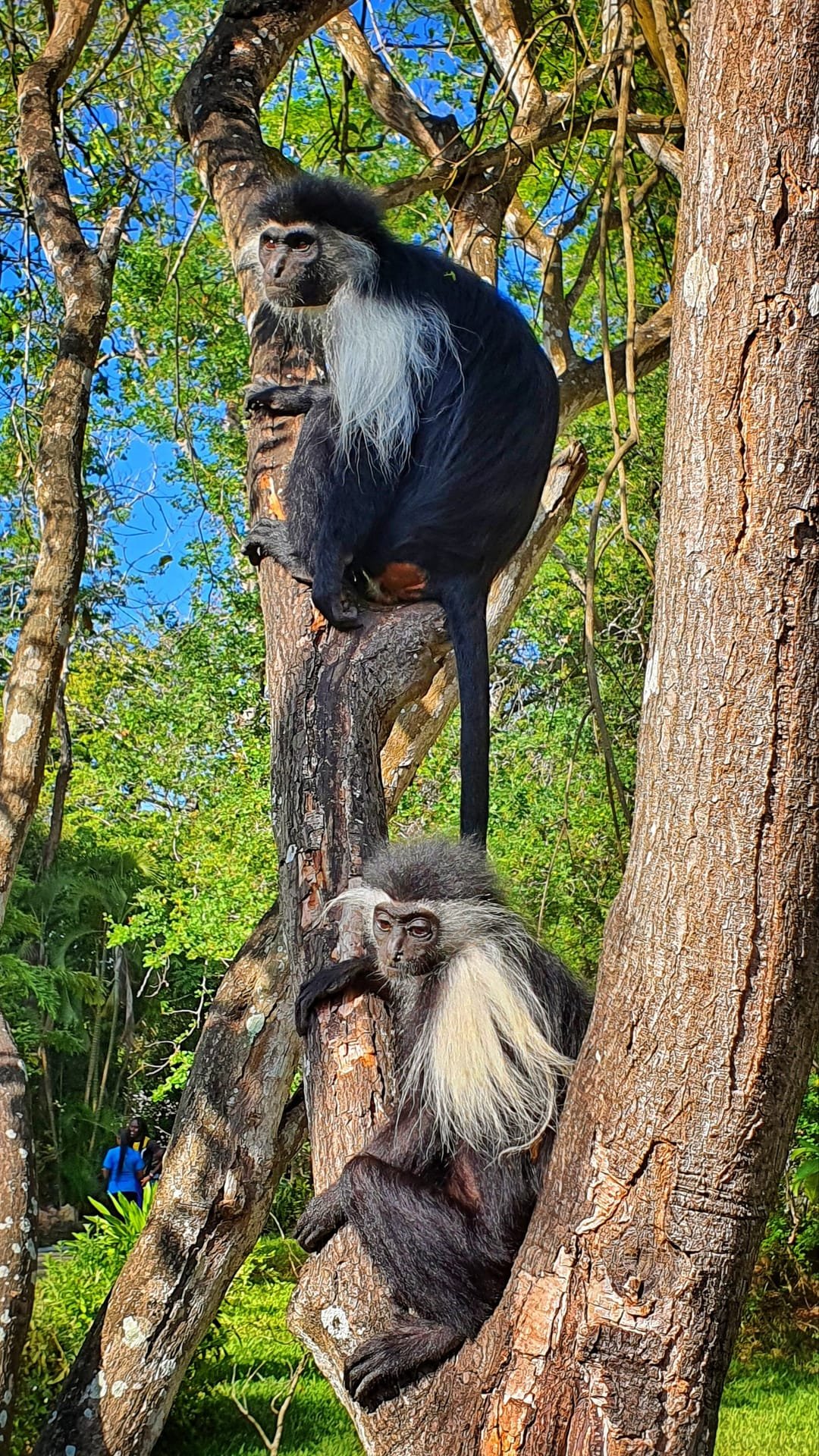 Scimmia colobus tra gli alberi di Watamu, Kenya
