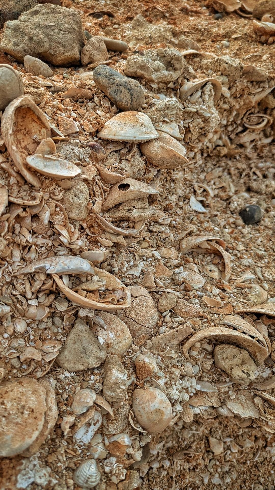 Conchiglie a Michaliou Kipos, Karpathos