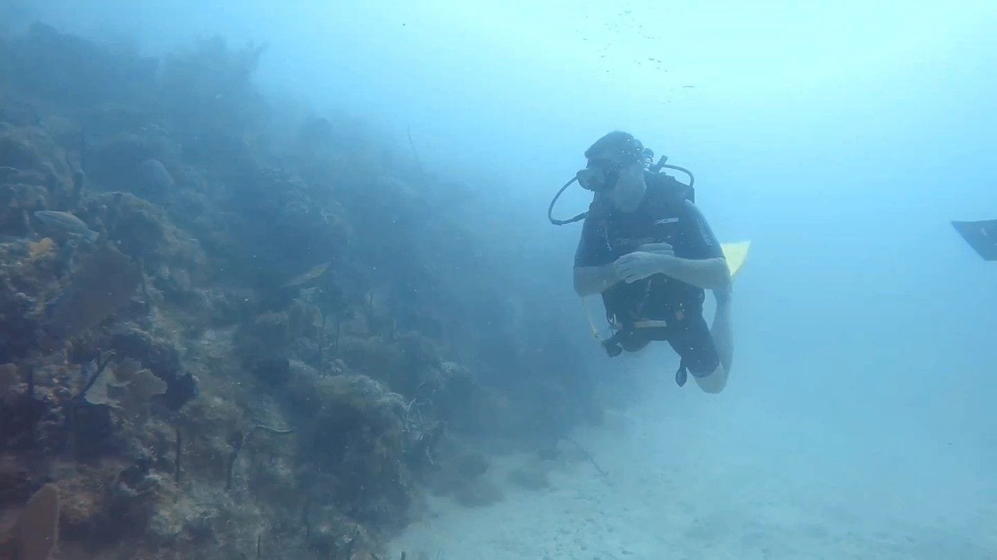 Un pesce tropicale osservato durante l’immersione