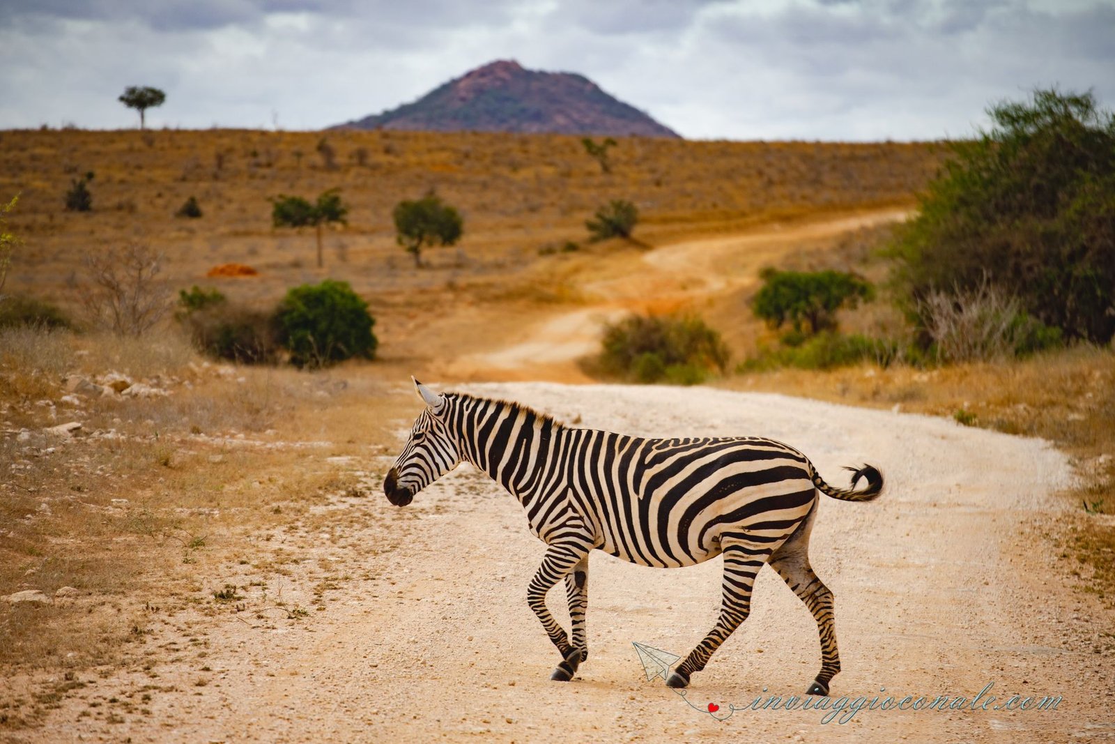 Safari nella savana kenyota durante il soggiorno al resort
