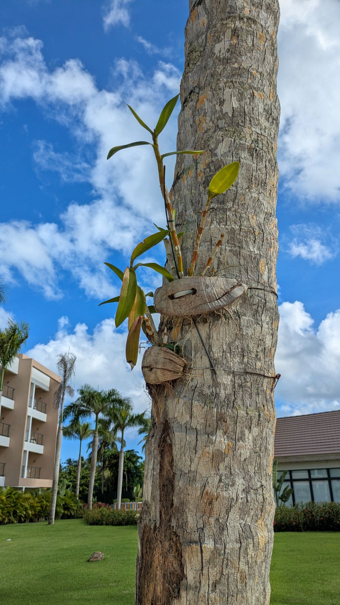 Perché le orchidee vengono legate alle palme nei paesi&nbsp;tropicali